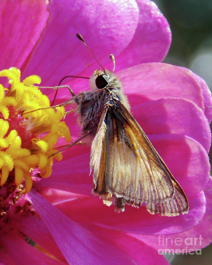 The Skippers Zinnia Photograph