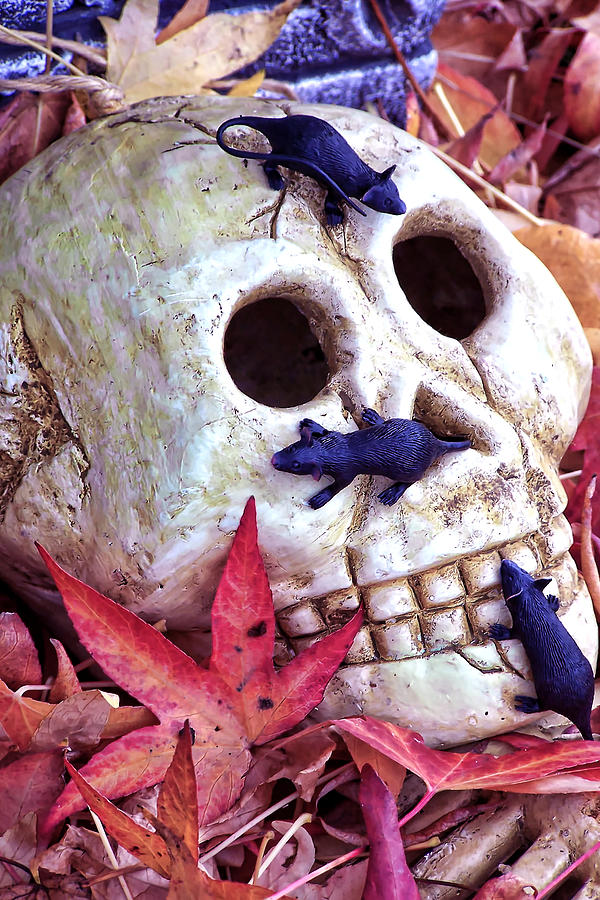 The Skull Photograph by Ron Roberts
