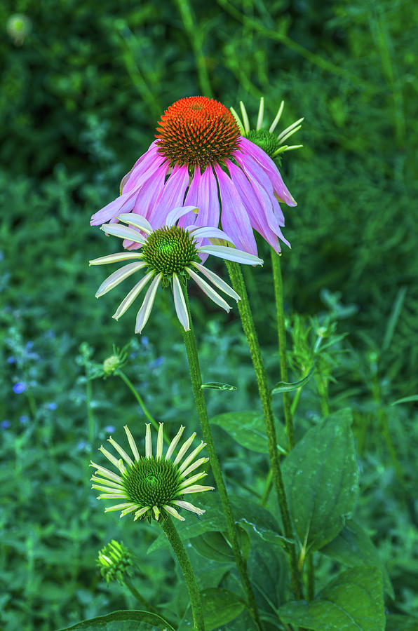 The Slavic Goddess Lada Is Known As The Lady Of Flowers. Coneflowers, Lush Garden  Photograph by Bijan Pirnia