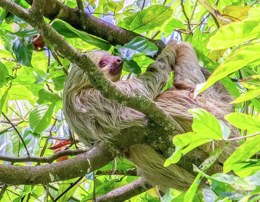 The Sloth, Symbol of Costa Rica Photograph by Marcy Wielfaert