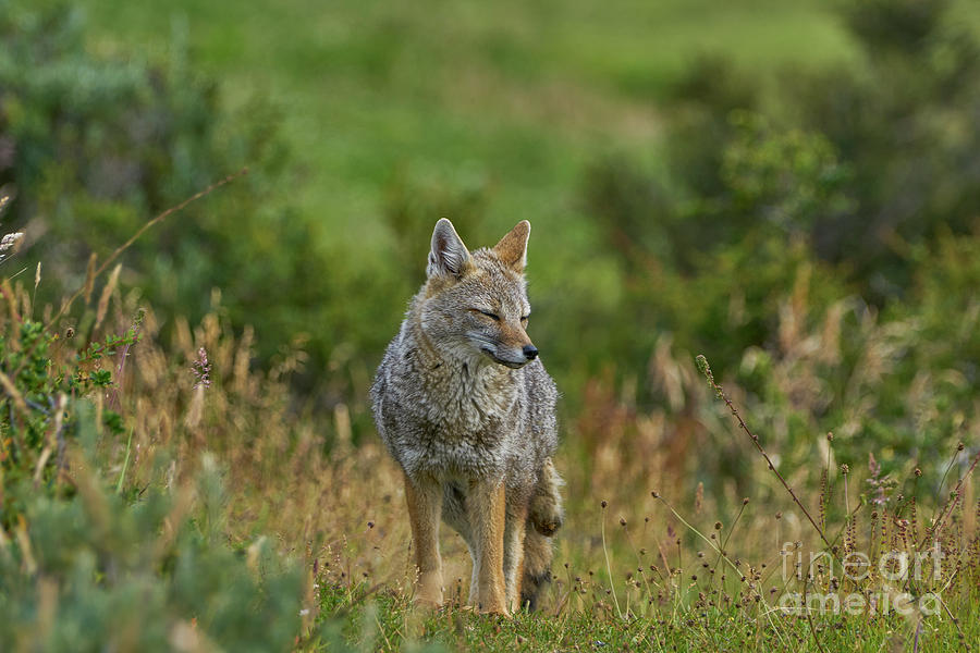 The Sly Fox Photograph by Brian Kamprath