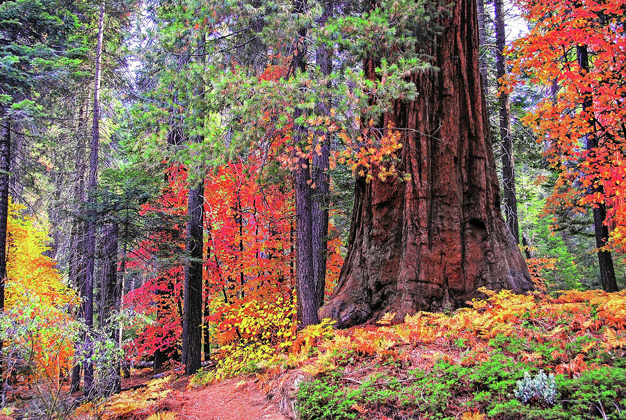 Sequoia National Park Photograph - The Small and the Mighty by Lynn Bauer