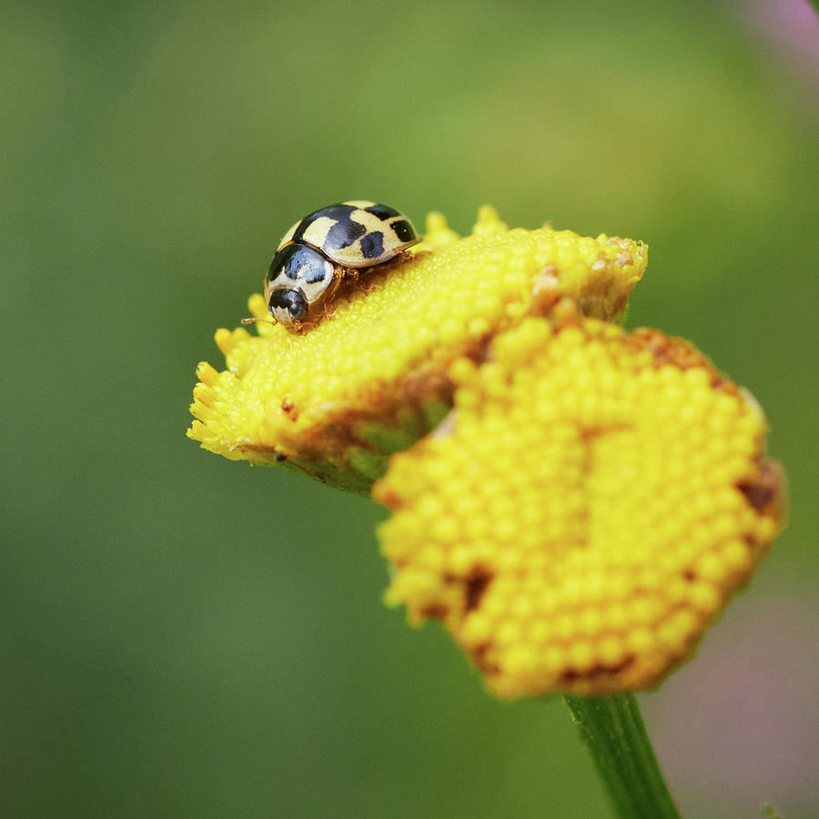The small one. Fourteen-spotted Lady Beetle Photograph by Jouko Lehto