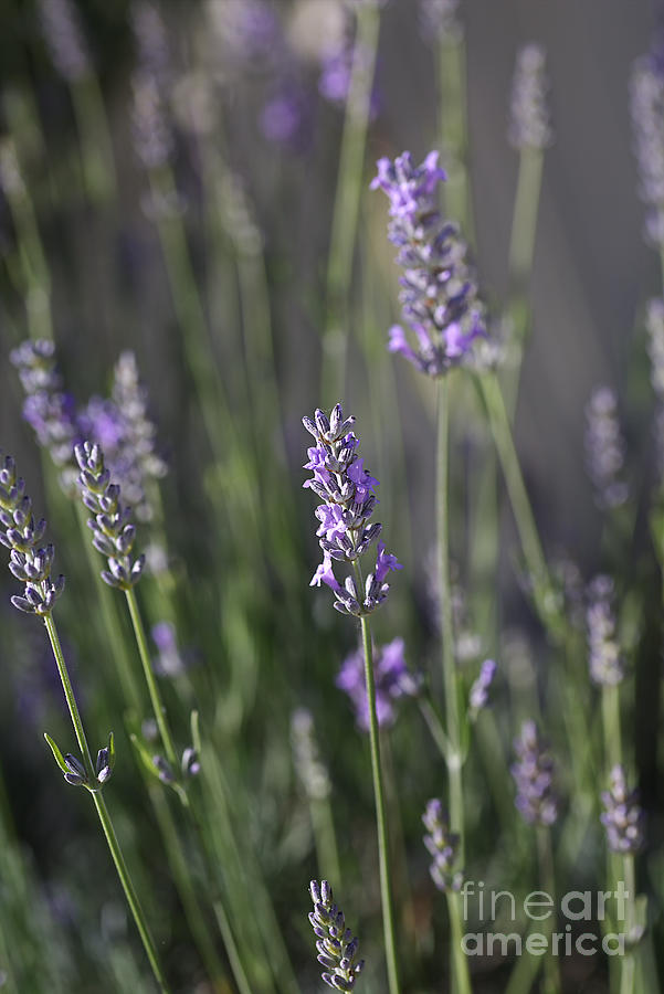 Nature Photograph - The Smell Of Lavender by Joy Watson
