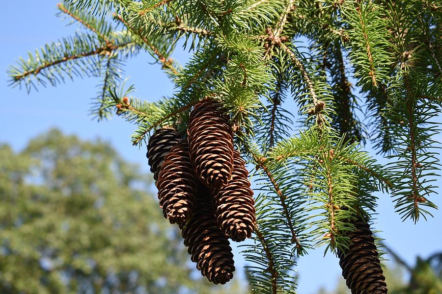 The smell of pine Photograph by Deanna Baldwin Fine Art America