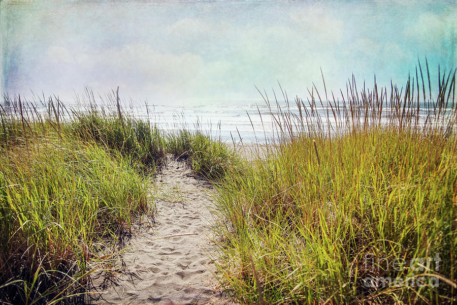 The smell of salt air Photograph by Sylvia Cook