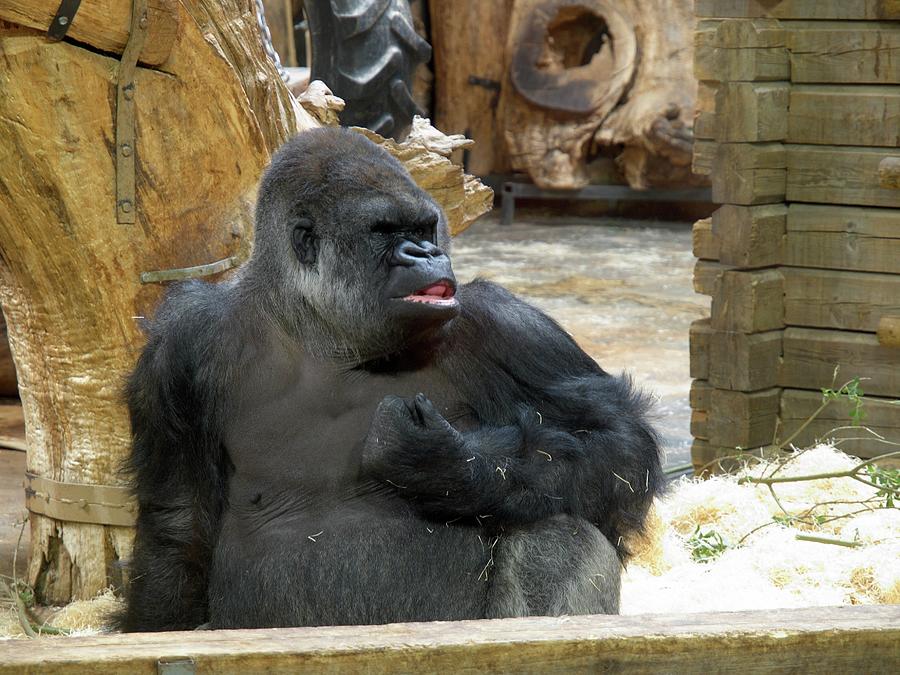 The Smile. Gorilla At Kolmorden Zoo Photograph