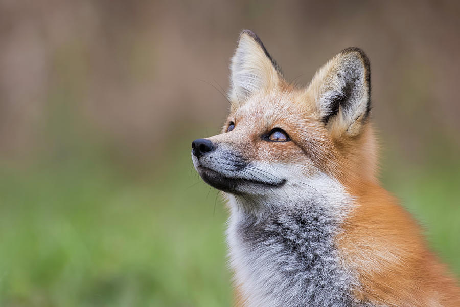 The Smiling Fox Photograph by Mircea Costina Photography - Pixels