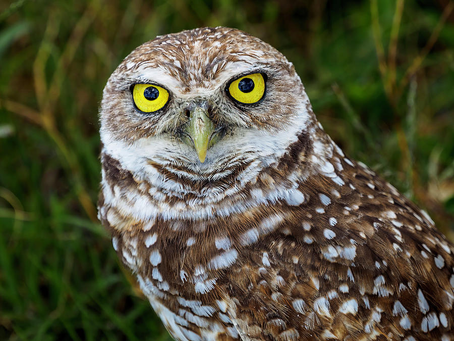 The Smiling Owl.... Photograph by David Choate - Fine Art America