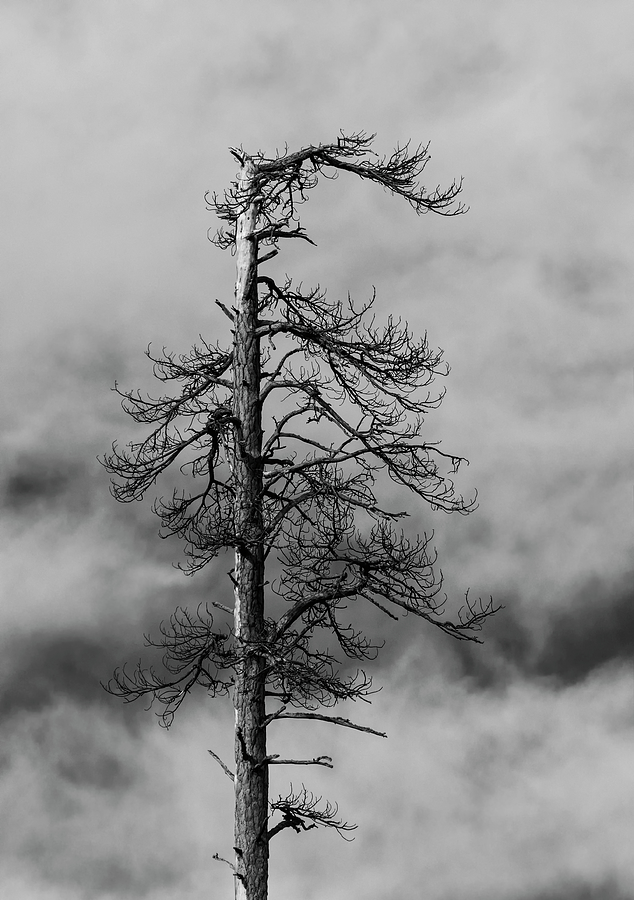 The Snag - Black and White Photograph by Loree Johnson