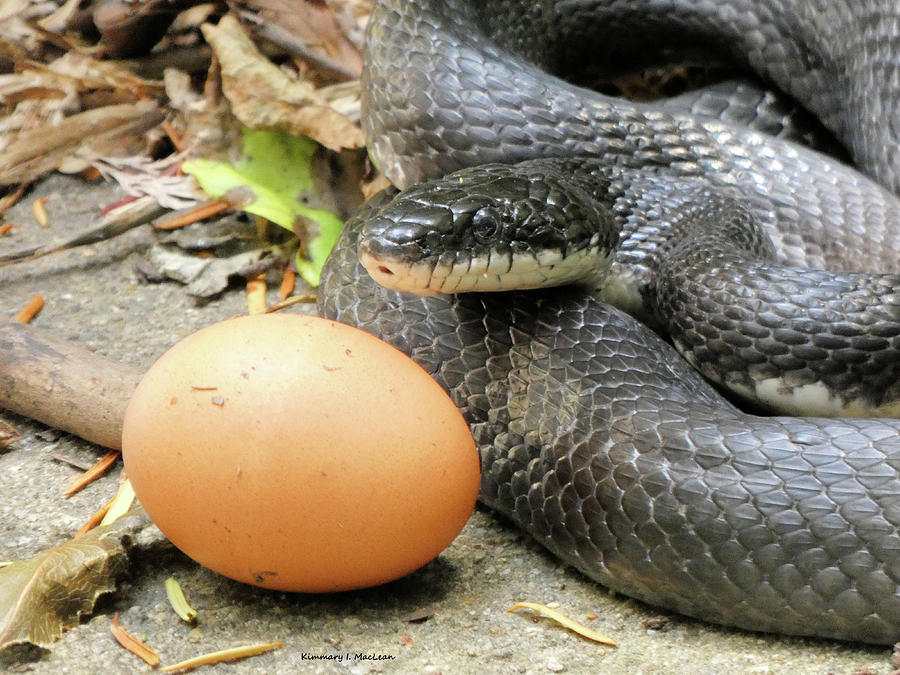 The Snake and the Egg Photograph by Kimmary I MacLean