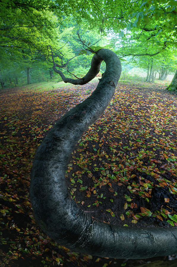The snake tree Photograph by Cosmin Stan