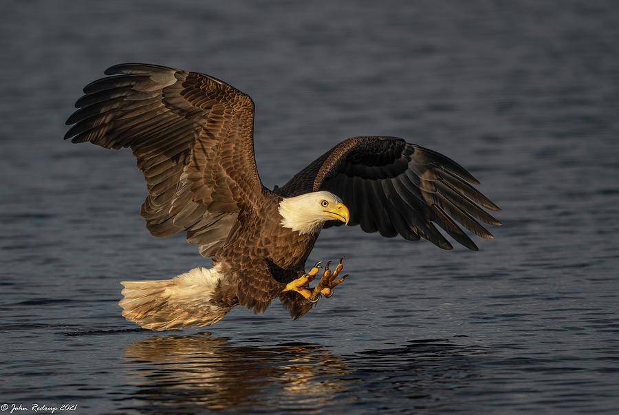 The Snatch Photograph by John Redrup - Fine Art America