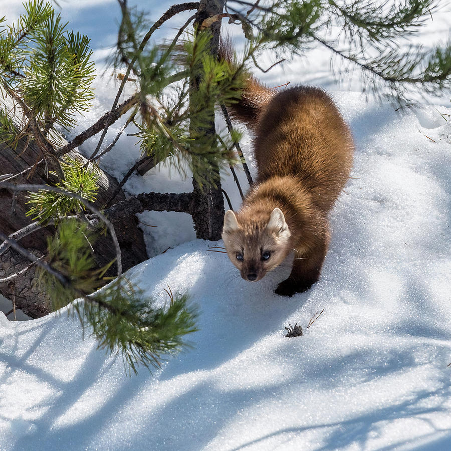The Sneaky Marten Photograph by Yeates Photography