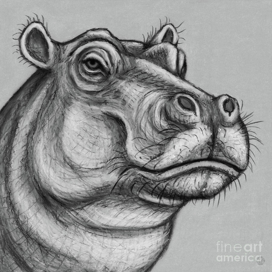 The Snooty Hippo. Black and White Drawing by Amy E Fraser