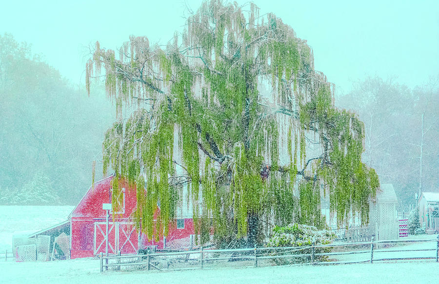 The Snow and the Willow Tree Photograph by Addison Likins