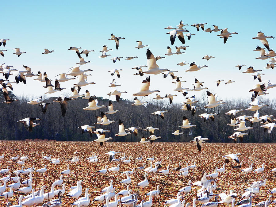 The Snow Geese Photograph by Scott Cameron