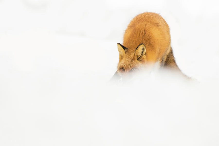 The Snow Hunter Photograph by Mircea Costina Photography