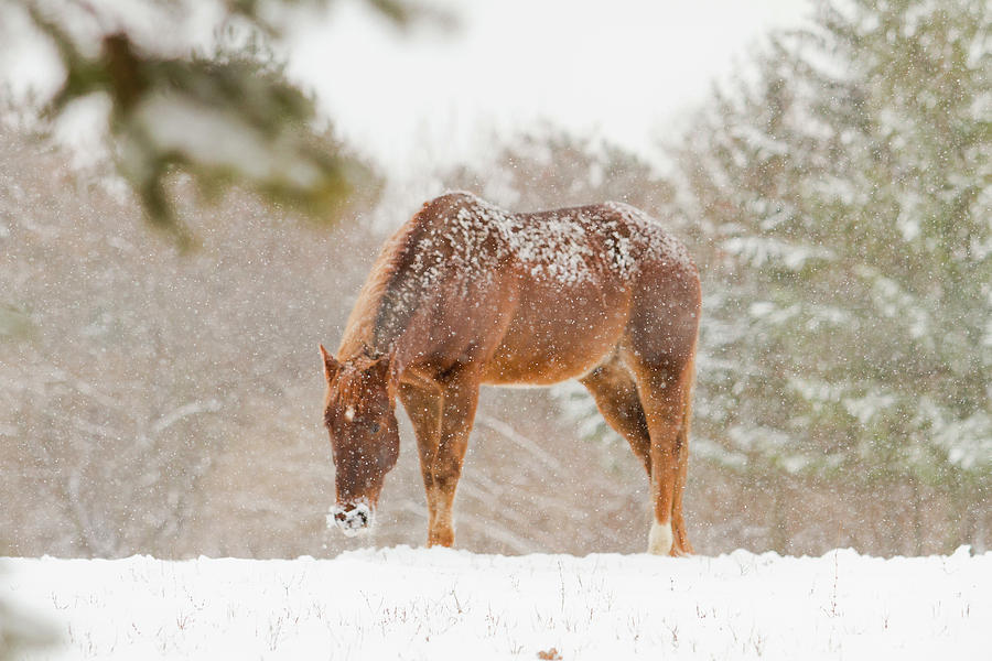 The Snowfall Photograph by Stephanie Moon