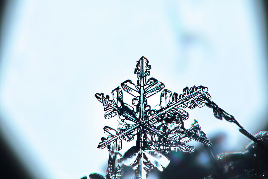 The snowflake - a fragile beauty Photograph by Ulrich Kunst And Bettina Scheidulin