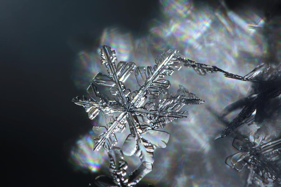 The snowflake - a tiny transparent miracle Photograph by Ulrich Kunst And Bettina Scheidulin