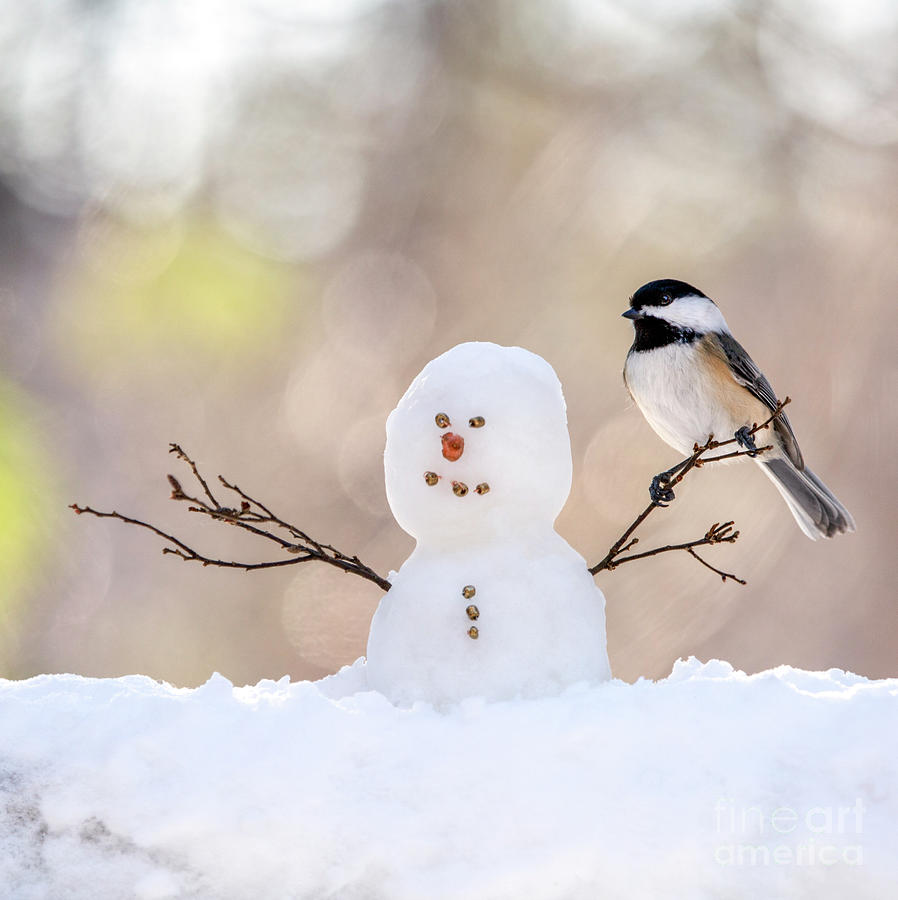 The Snowman Photograph by Karin Pinkham