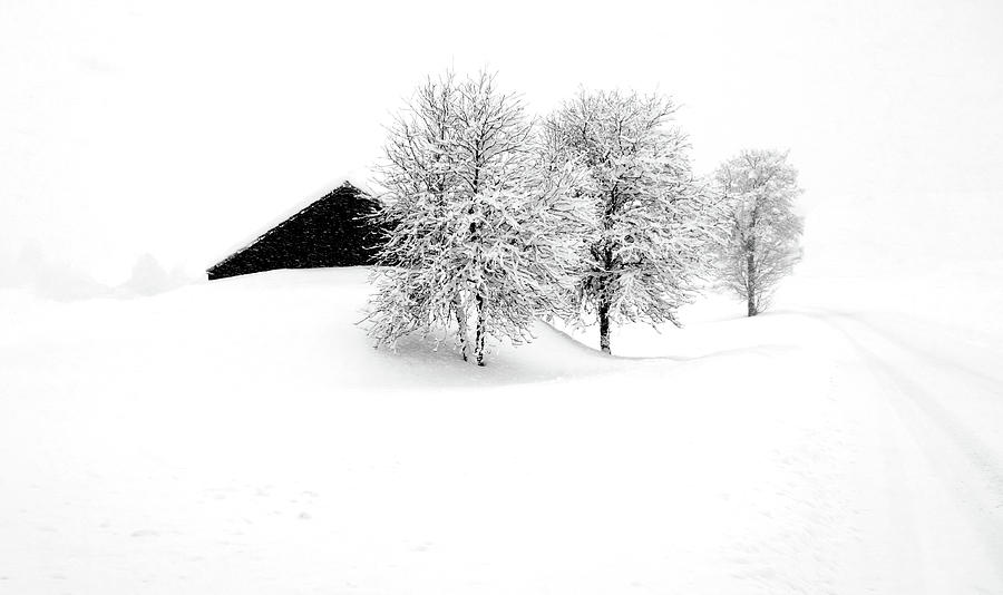 The snowy Avenue Photograph by Imi Koetz