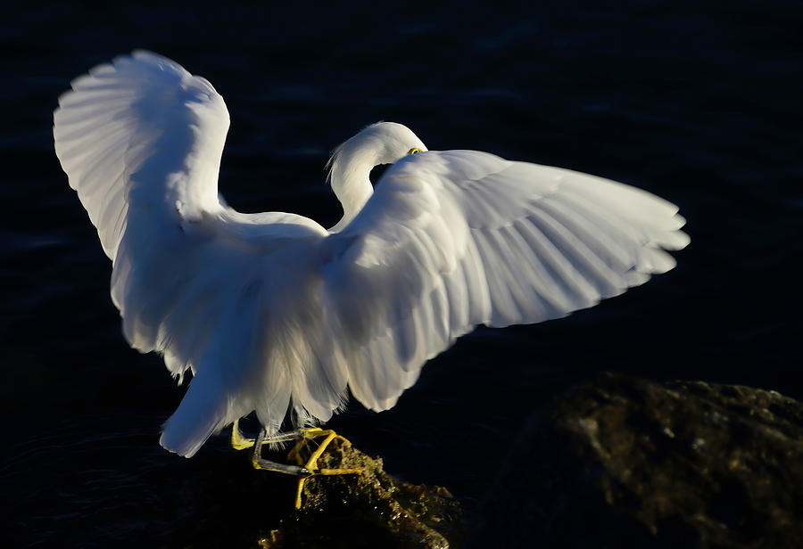 The Snowy Egret Photograph by Alison Belsan Horton