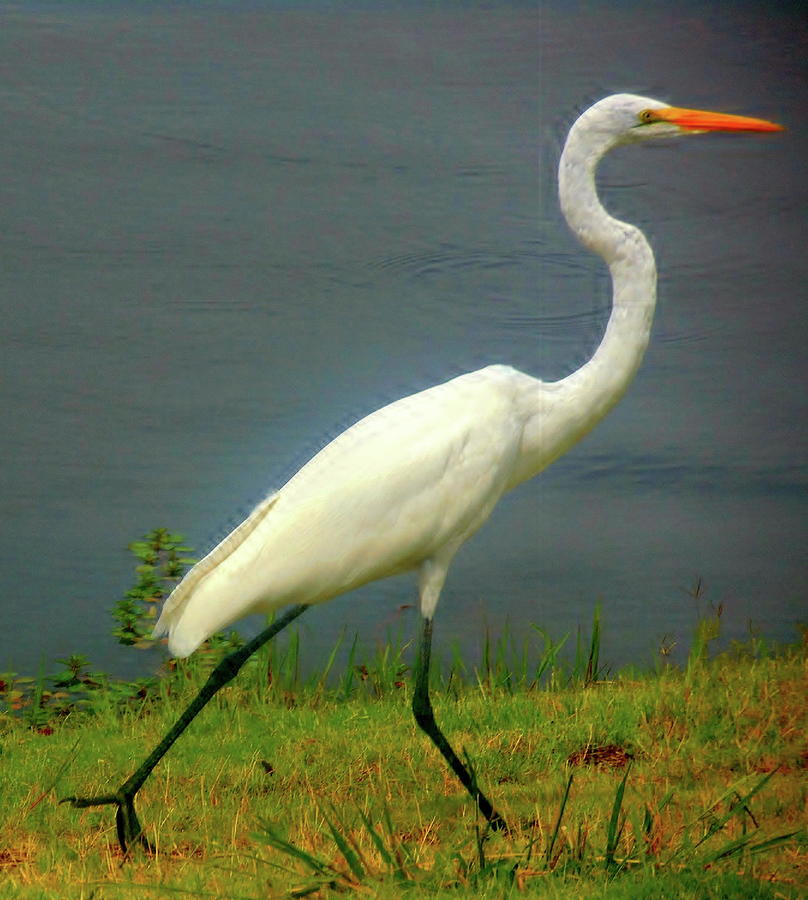 The Snowy Egret Strut Photograph By Gayle Abrams - Fine Art America