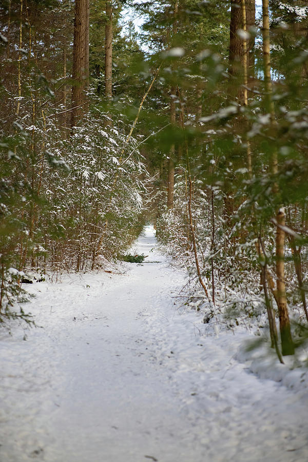 The snowy forest path Photograph by MPhotographer