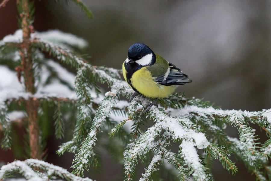 The Snowy Spruce and  the Great tit Photograph by Jouko Lehto