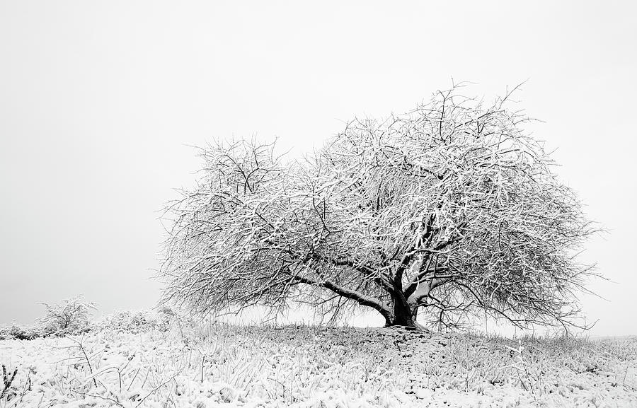 The Snowy Tree in Winter Landscape Photograph by Martin Vorel Minimalist Photography