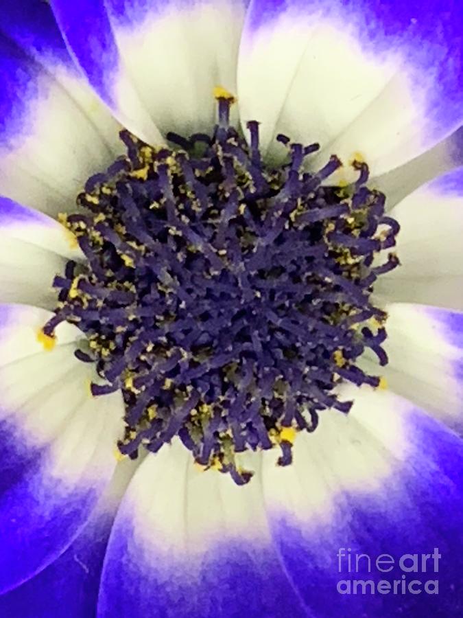 The So Insightful Cineraria Photograph by Tiesa Wesen