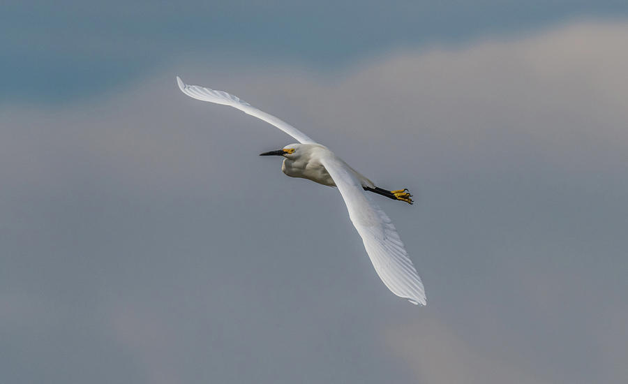 The Soaring Snowy Egret Photograph by Yeates Photography