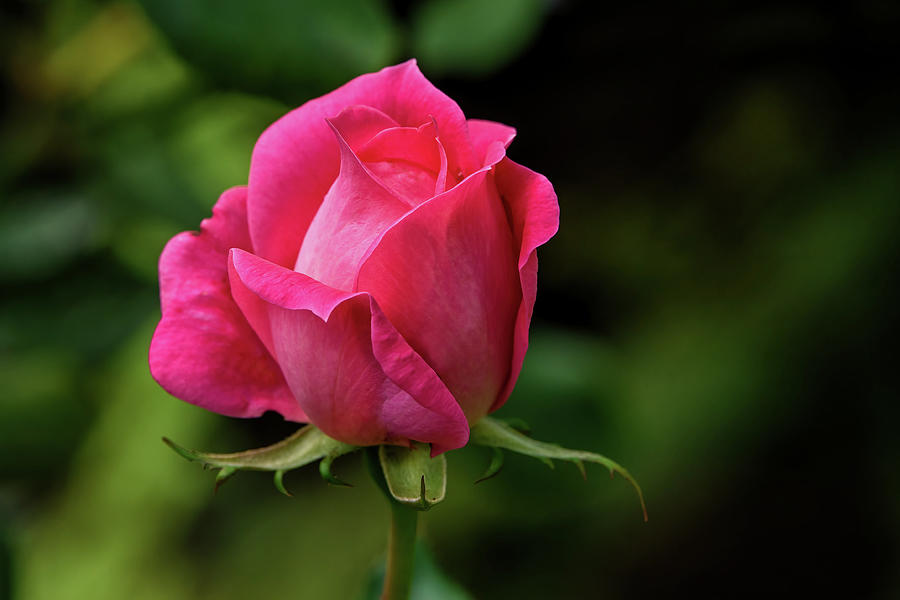 The Soft Beauty Of A Rose Photograph
