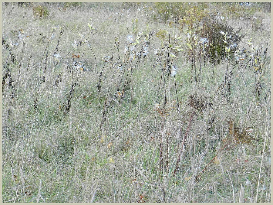 The Soft Meadow with Milkweed Pods, November in Upstate New York Photograph by Lise Winne