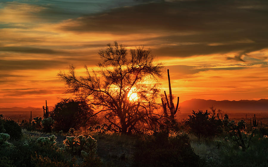 The Sonoran By The Golden Light  Photograph by Saija Lehtonen