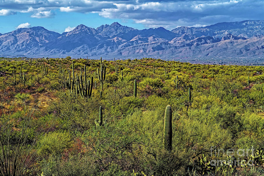 The Sonoran Desert Photograph by Jon Burch Photography