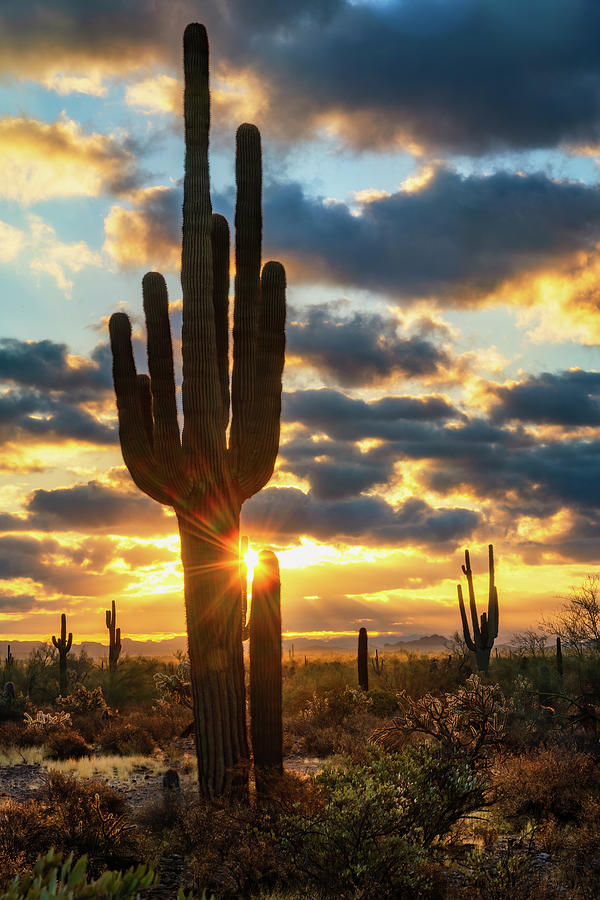 The Sonoran Sun Peaking Through  Photograph by Saija Lehtonen