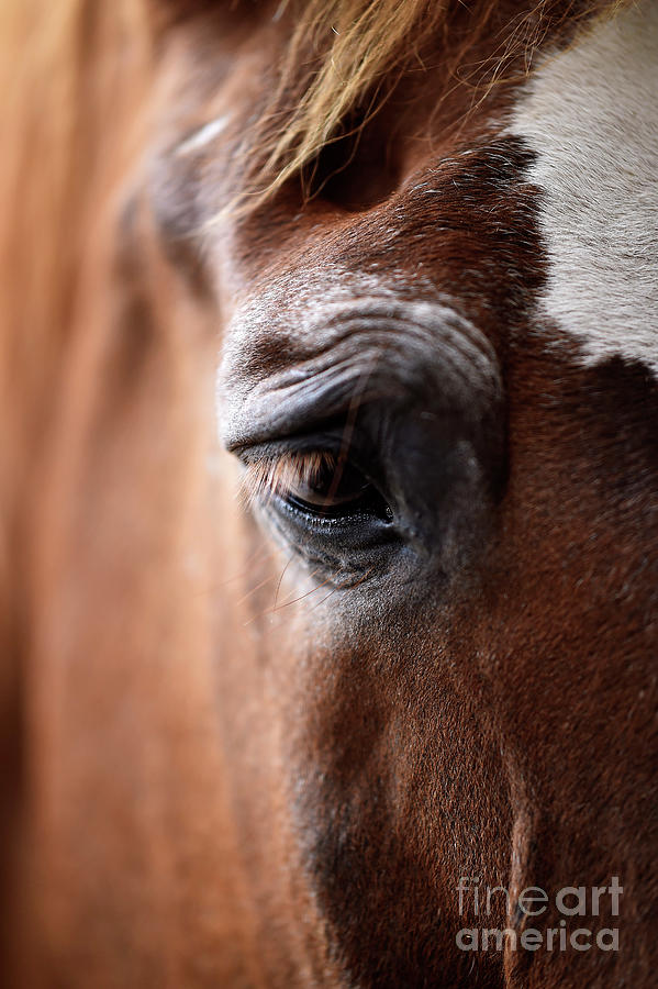 The Soul of an Old Horse Photograph by Carien Schippers