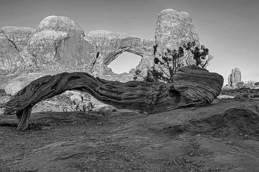 The South Window Fallen Tree Arches National Park Moab Utah WIndows Section Black and White Photograph by Toby McGuire