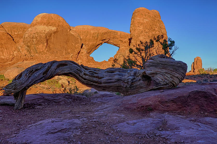 The South Window Fallen Tree Arches National Park Moab Utah WIndows Section Photograph by Toby McGuire