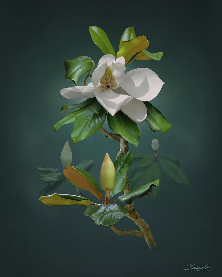 Southern Magnolia Tree Digital Art by M Spadecaller