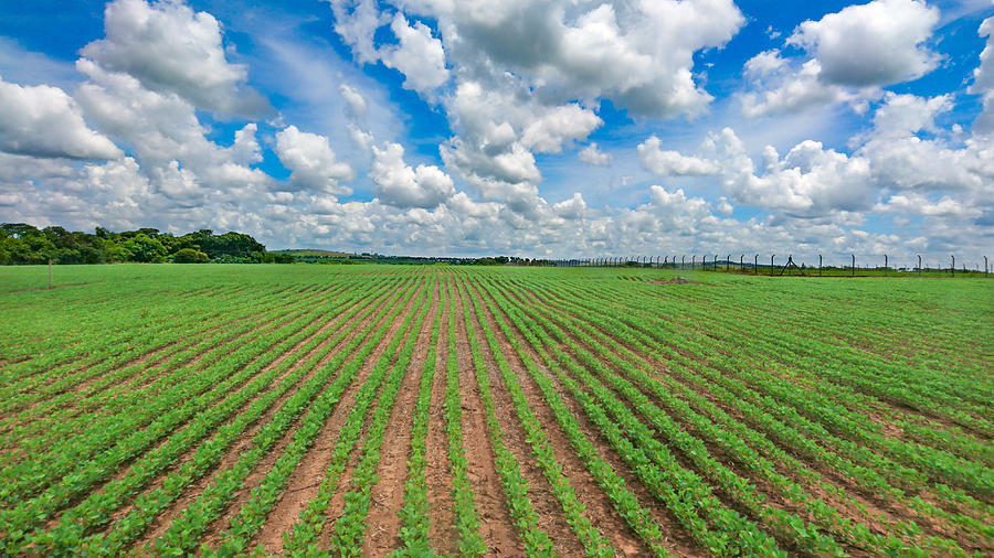 The soy plantation grows in manicured soil under blue sky between clouds. Photograph by CRMacedonio