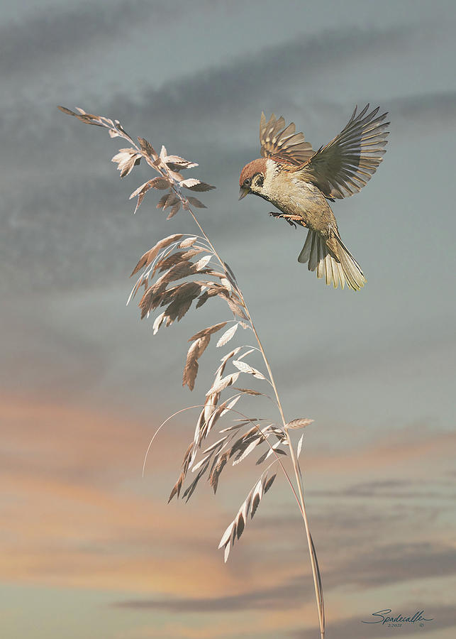 The Sparrow Digital Art by M Spadecaller