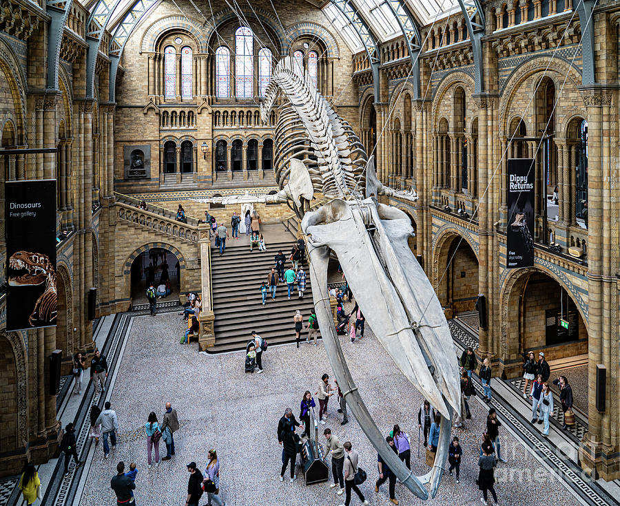 The Spectacular Natural History Museum in London England Photograph by ...