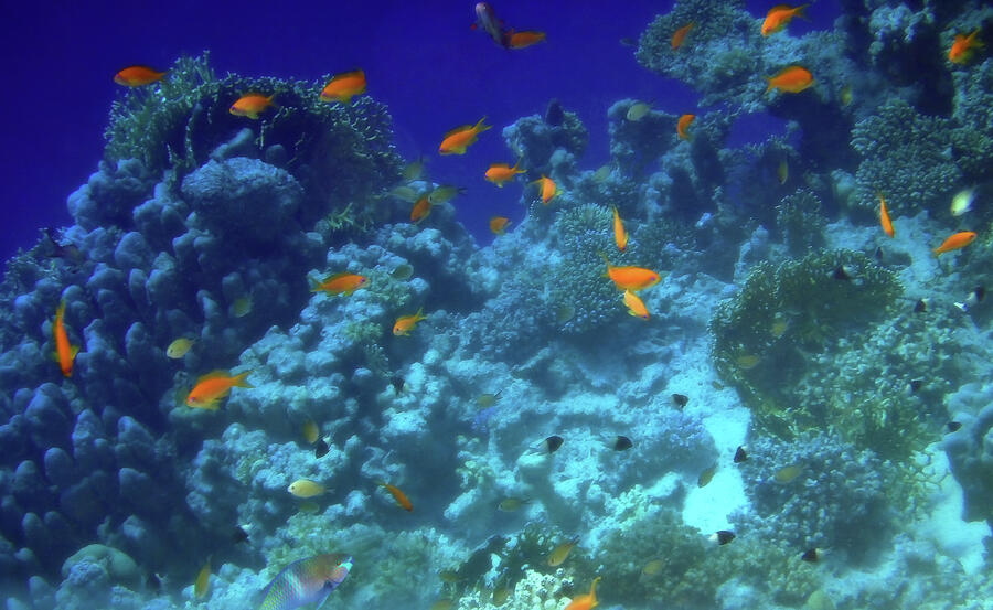 The Spectacular Red Sea With Cute Chromis And Anthias Photograph by Johanna Hurmerinta