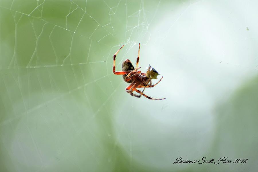The Spider Web Photograph by Lawrence Hess