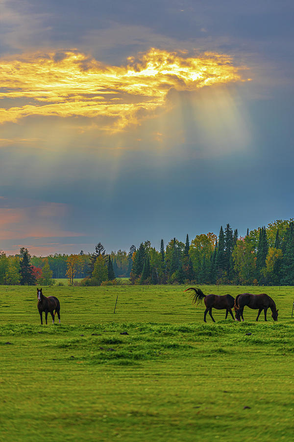Horse Photograph - The Spirit of the Northwoods by Spencer Jelinek