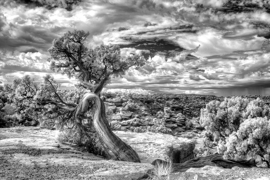 The Spirit Tree - Canyonlands National Park - Utah Photograph by William Rainey